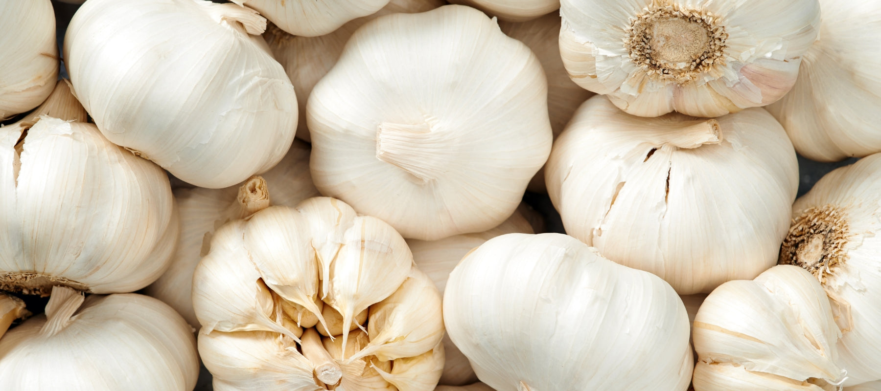 Growing and Harvesting Garlic
